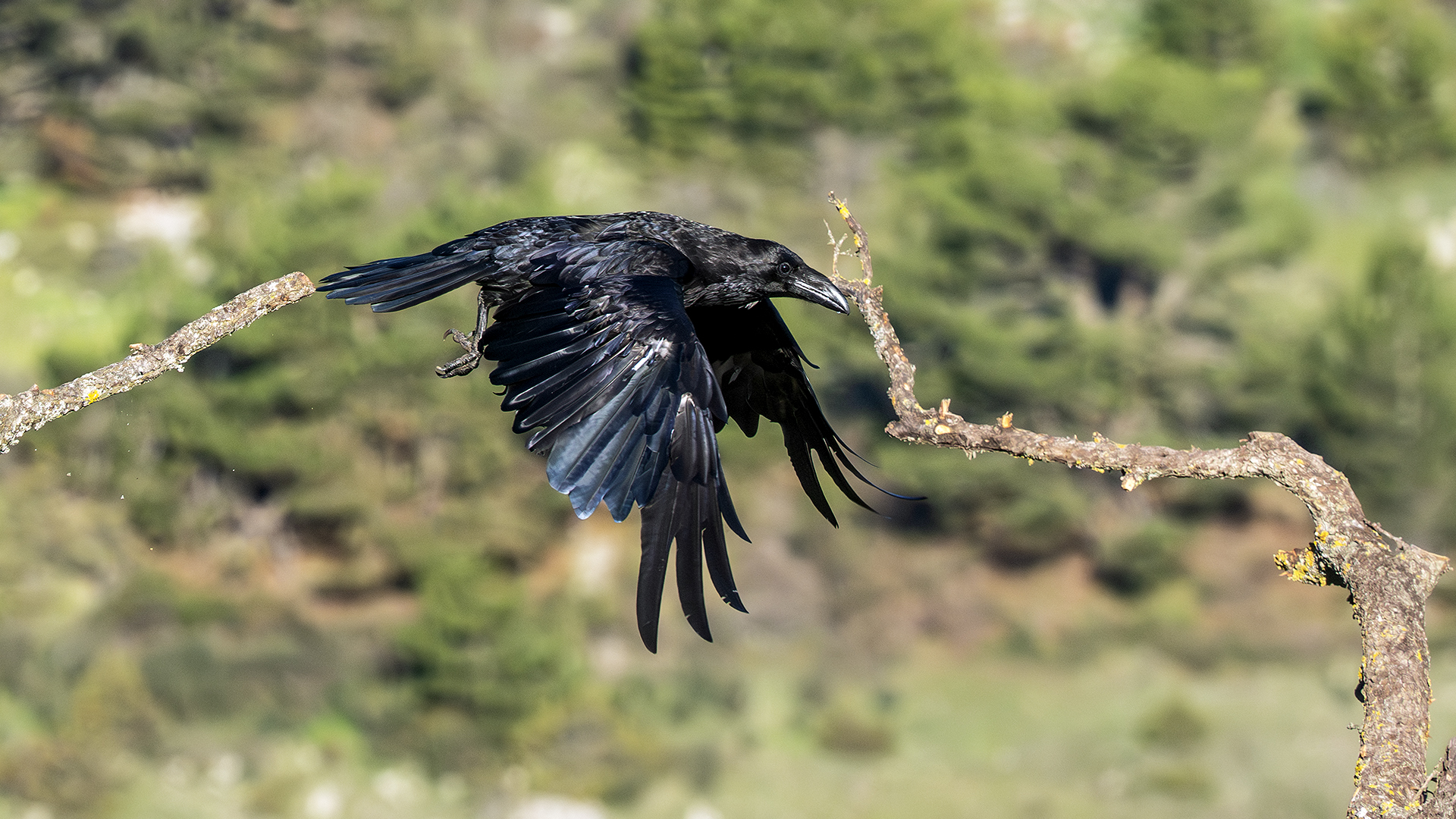 Common Raven